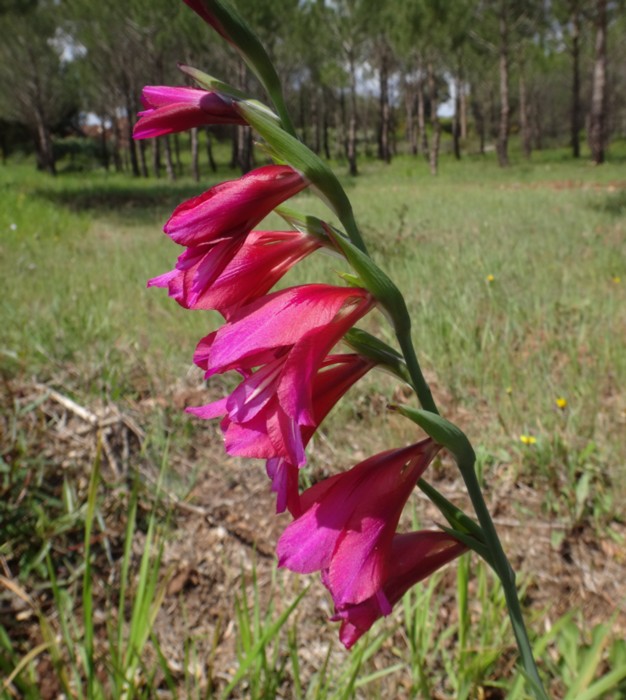 07 Gladiolus dubius.jpg