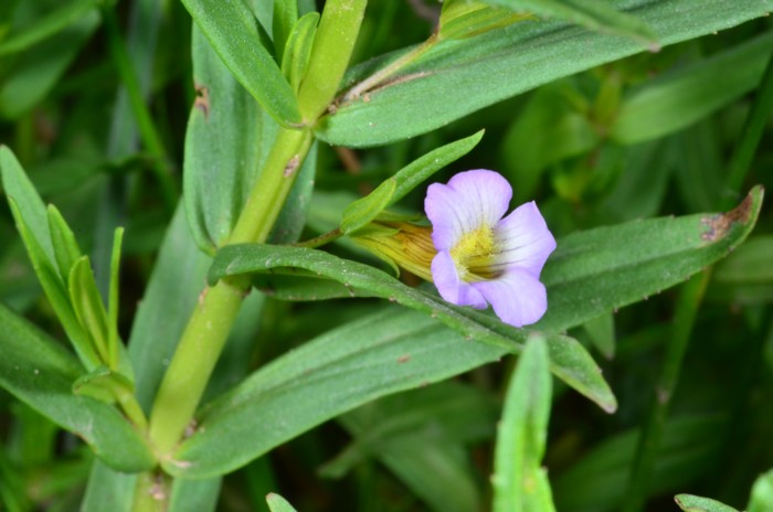 08 Gratiola officinalis.jpg