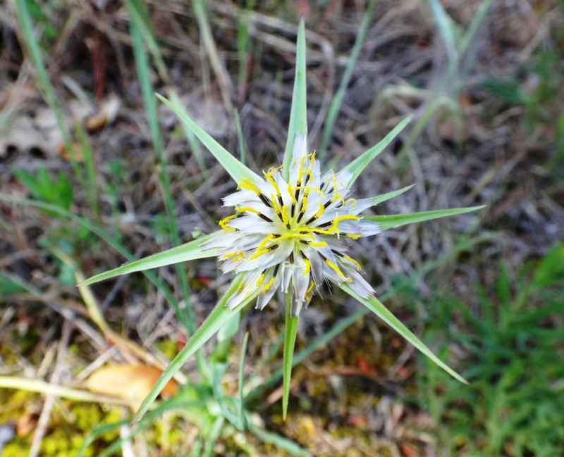 10 Tragopogon.jpg