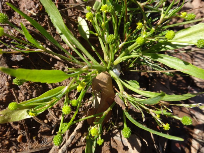 11 Ranunculus revelieri subsp rodiei.jpg