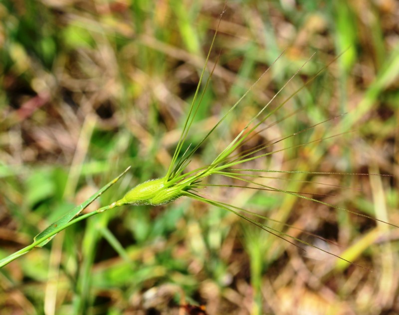 12 Aegilops ovata.jpg