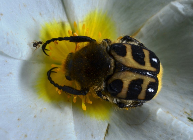 14 Trichius fasciatus.jpg