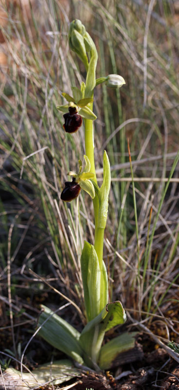 Orchidées - Ophrys arachnifera  Red 1.jpg