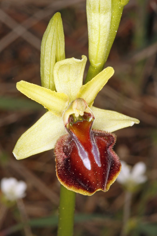 Orchidées - Ophrys arachnifera Red 2.jpg