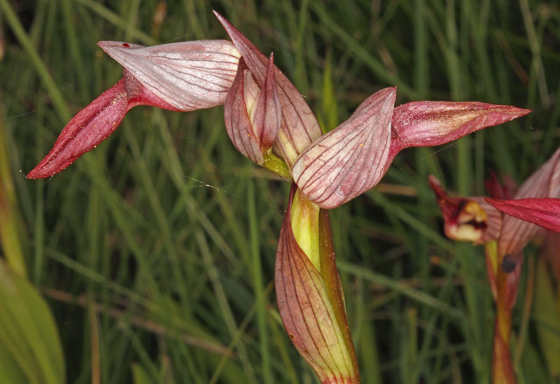 Orchidées- Serapias lingua red 1.jpg