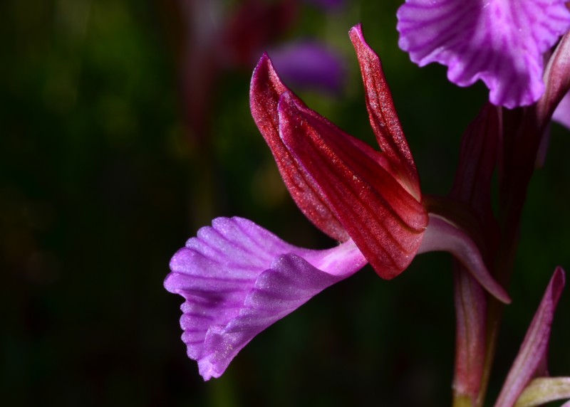 15 Anacamptis papilionacea.jpg