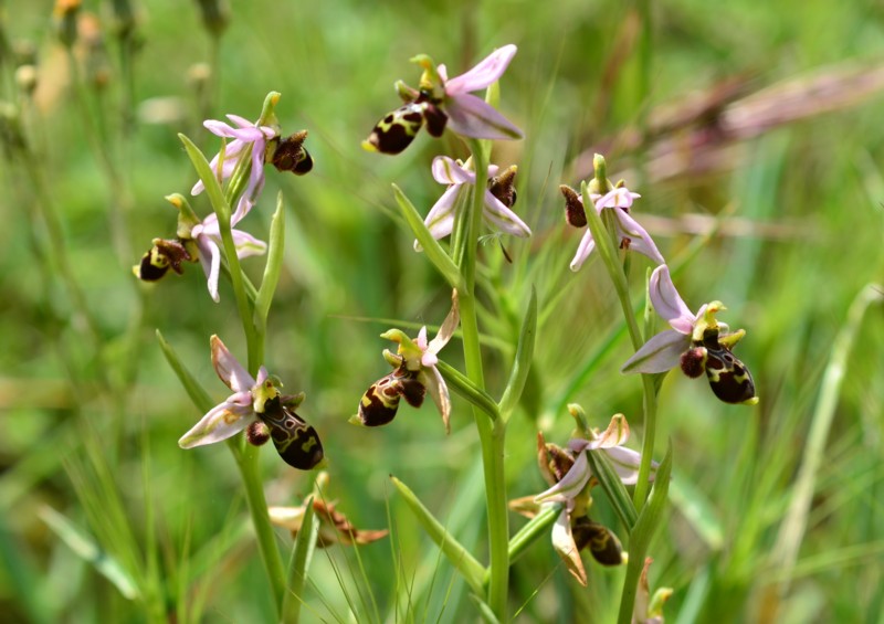 16 Ophrys scolopax 1.jpg