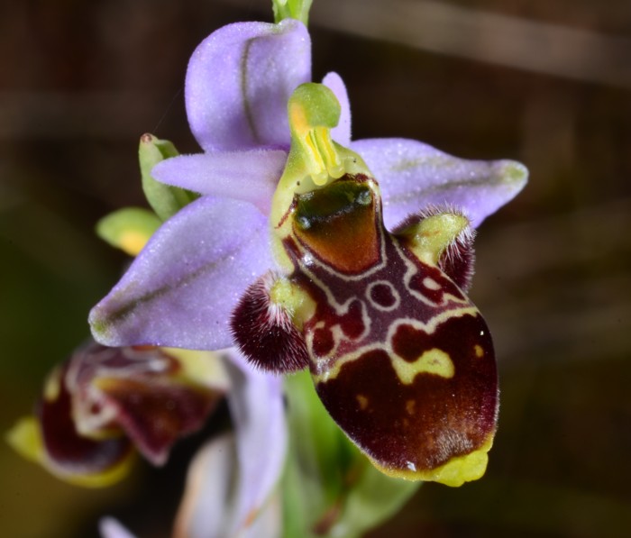 17 Ophrys scolopax 2.jpg