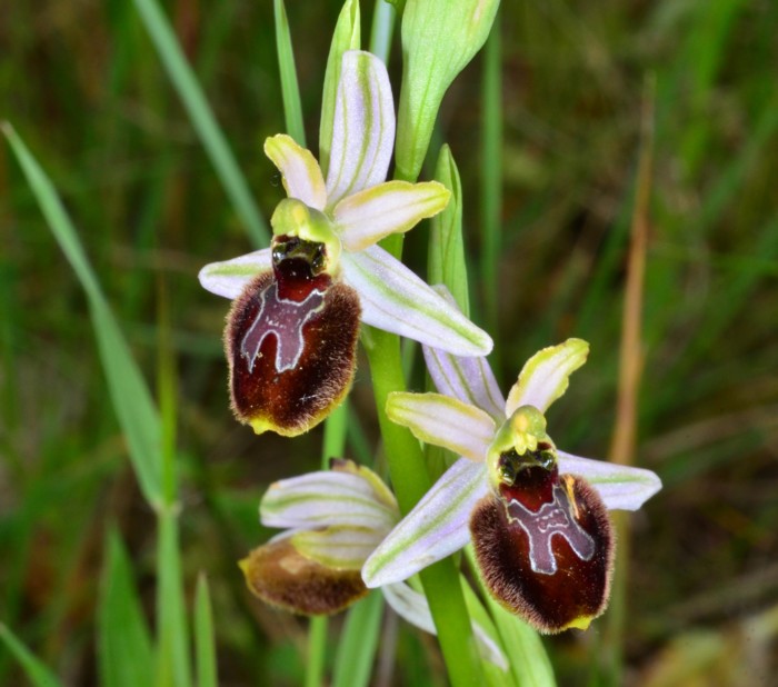 19 Ophrys splendida 1.jpg