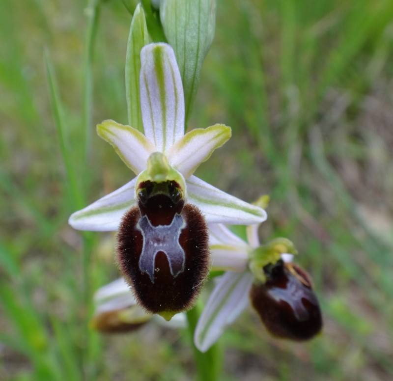 18 Ophrys splendida 2.jpg