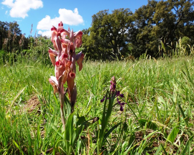 20 Serapias neglecta + Anacamptis laxiflora.jpg