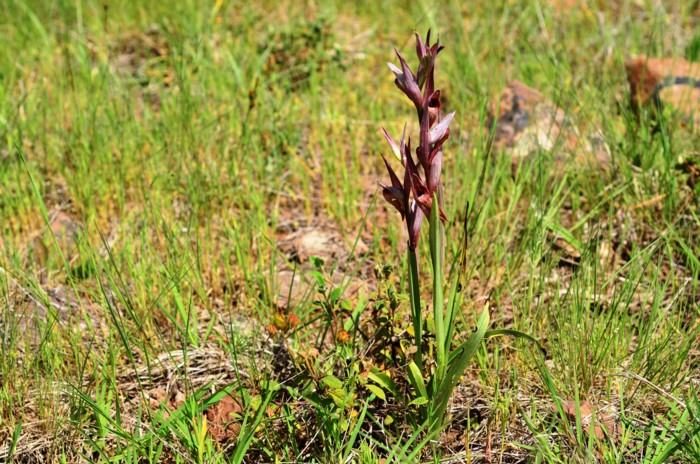 23 Serapias vomeracea.jpg