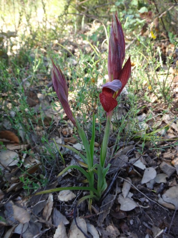 26 Serapias cordigera.jpg