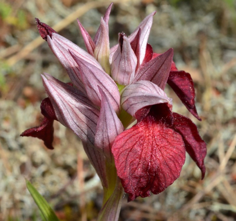 27 Serapias cordigera.jpg