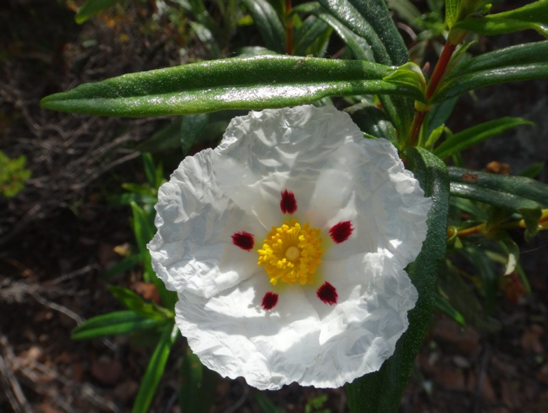 2 Cistus ladanifer.jpg