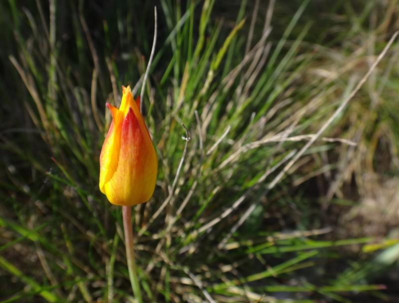 10 Tulipa sylvestris subsp australis.jpg