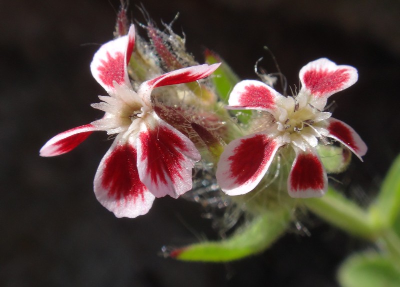 11 Silene gallica var. quinquevulnera.jpg