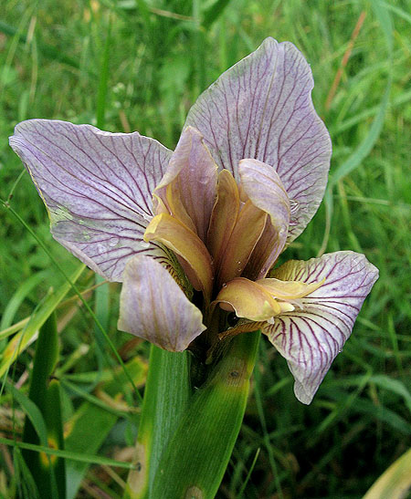 3.Iris-RRW-33LeboucatFrichesGodard140523-IMG_4932.jpg