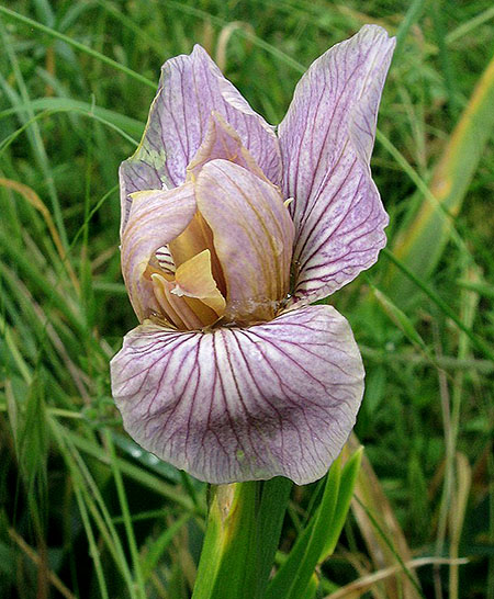 2.Iris-RRW-33LeboucatFrichesGodard140523-IMG_4926.jpg