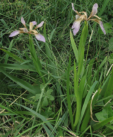1.Iris-RRW-33LeboucatFrichesGodard140523-IMG_5008.jpg