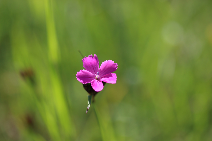 Dianthus-carthusianorum.jpg