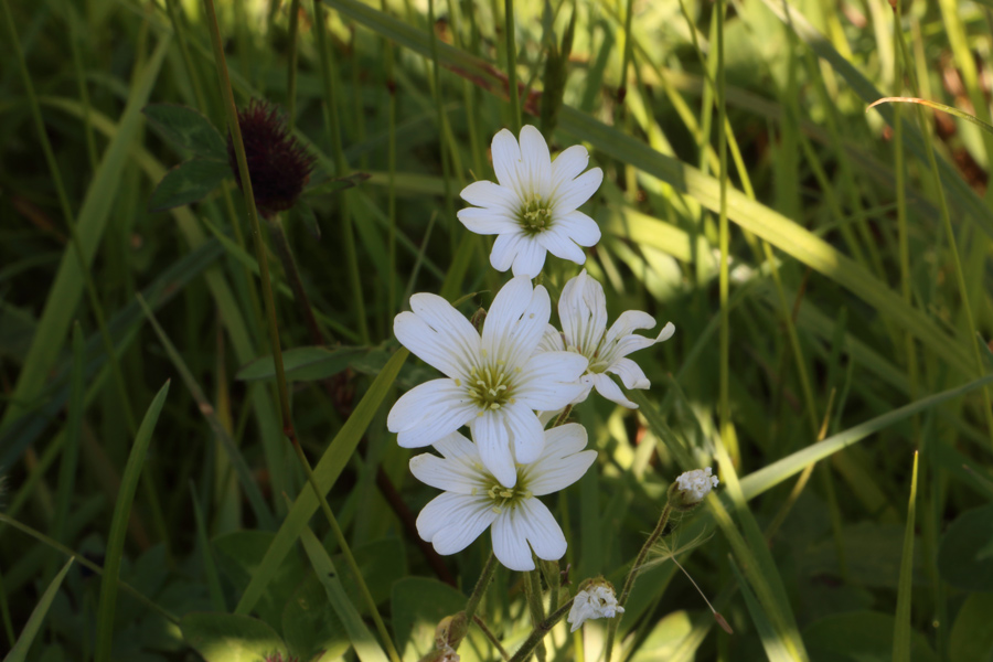 Cerastium-arvense.jpg