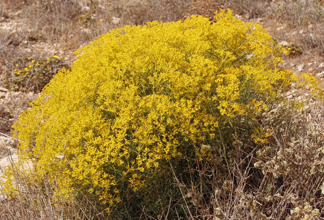 Apiacées - Cachrys libanotis - Andalousie Cabo de Gata 1.jpg