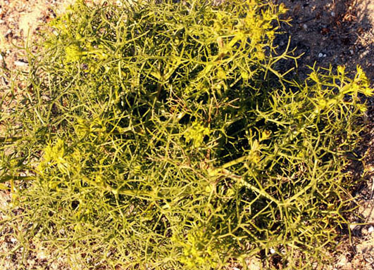 Apiacées - Cachrys libanotis - Andalousie Cabo de Gata 2.jpg