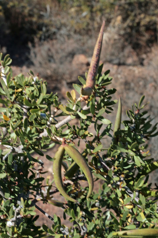 Apocynacées - Periploca laevigata - Andalousie Cabo de Gata.jpg