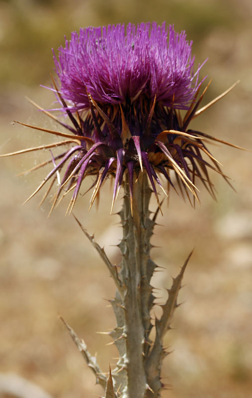 Asteracées - Onopordum illyricum - Andalousie Cabo de Gata.jpg
