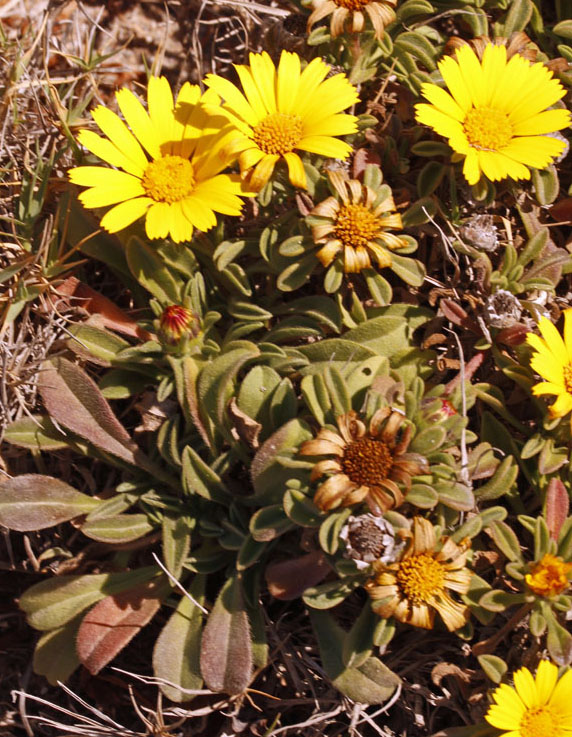 Asteracées - Pallenis (= Asteriscus) maritima - Andalousie Cabo de Gata.jpg