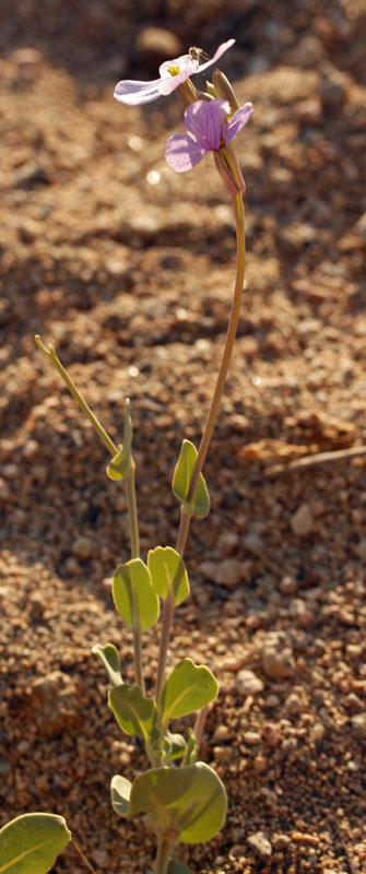 Brassicacées - Moricandia arvensis - Andalousie Cabo de Gata.jpg