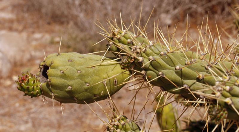 Cactacées - Opuntia subulata - Andalousie Cabo de Gata.jpg