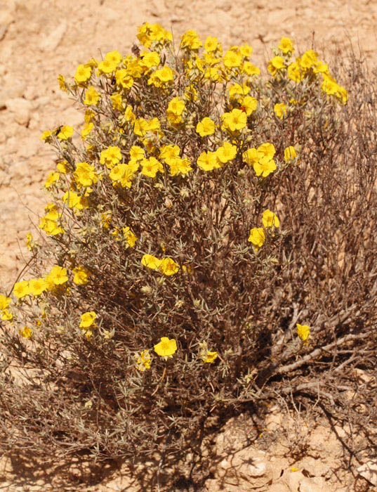 Cistacées - Helianthemum syriacum - Andalousie Cabo de Gata 1.jpg