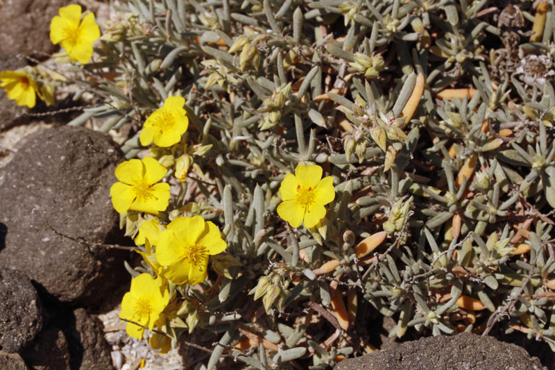 Cistacées - Helianthemum syriacum - Andalousie Cabo de Gata 3.jpg