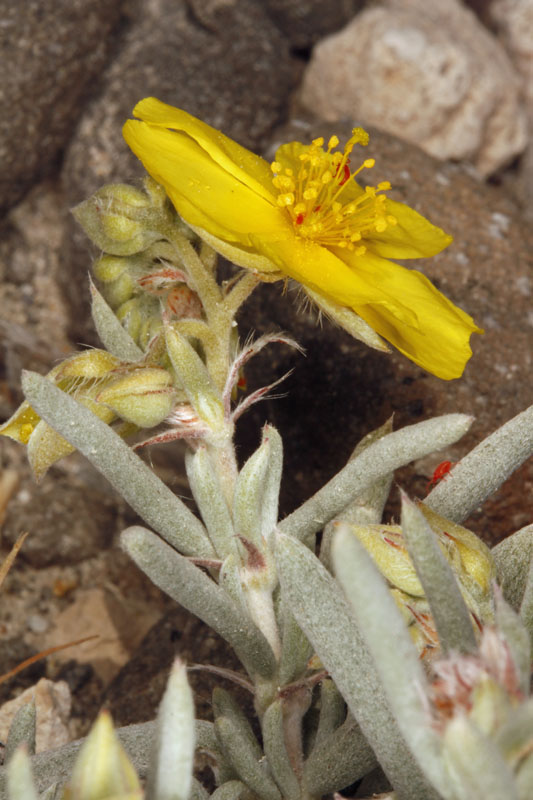 Cistacées - Helianthemum syriacum - Andalousie Cabo de Gata 4.jpg