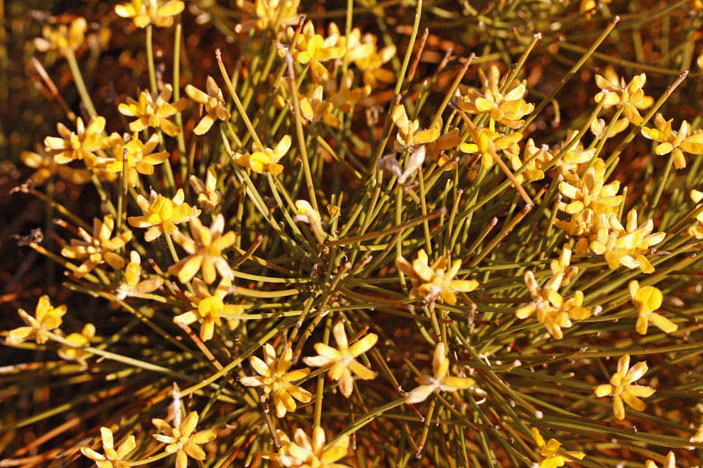 Fabacées - Genista umbellata (Genêt en ombelles) - Andalousie Cabo de Gata 1.jpg