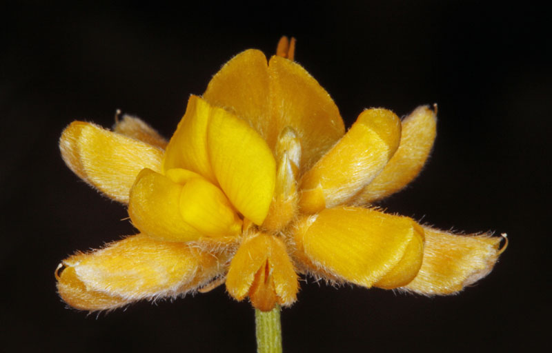 Fabacées - Genista umbellata (Genêt en ombelles) - Andalousie Cabo de Gata 2.jpg