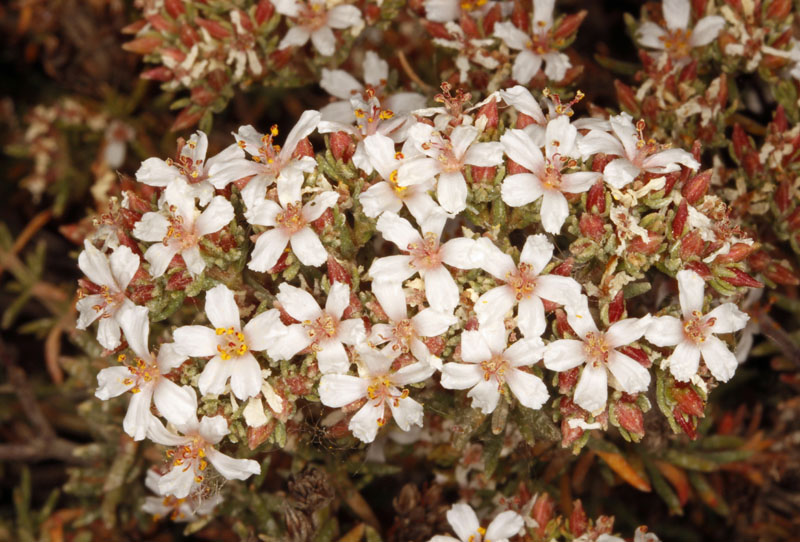 Frankéniacées - Frankenia corymbosa - Andalousie Cabo de Gata 1.jpg
