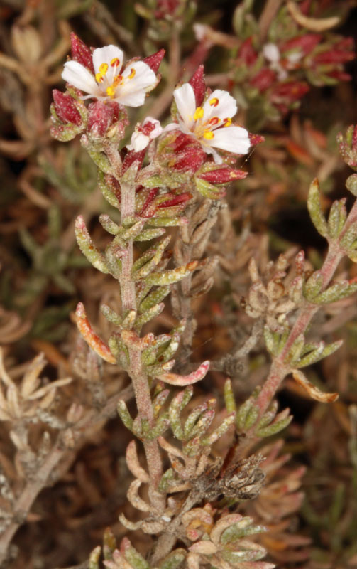 Frankéniacées - Frankenia corymbosa - Andalousie Cabo de Gata 2.jpg