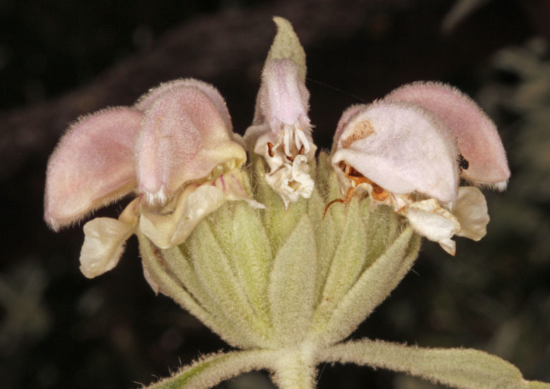 Lamiacées - Phlomis purpurea ssp almeriensis - Andalousie Sierra Alharnilla.jpg