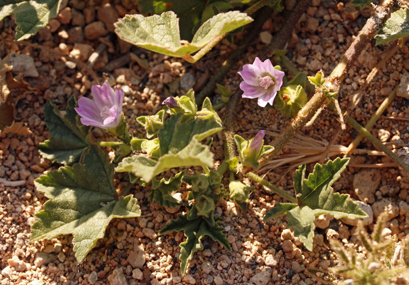 Malvacées - Malva parviflora - Andalousie Cabo de Gata.jpg