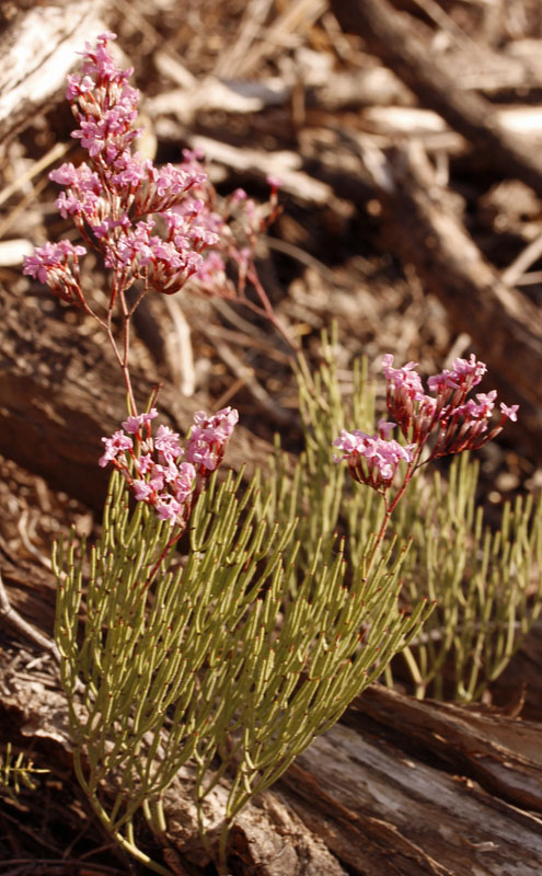Plumbaginacées - Limonium caesium - Andalousie Cabo de Gata.jpg