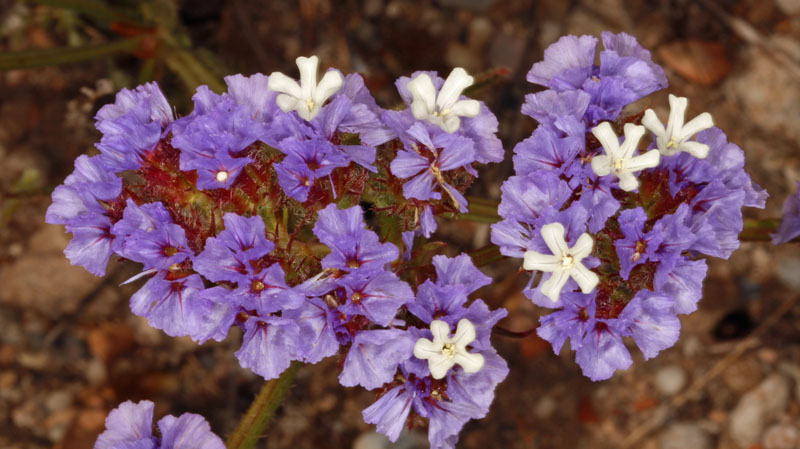 Plumbaginacées - Limonium sinuatum - Andalousie Cabo de Gata.jpg