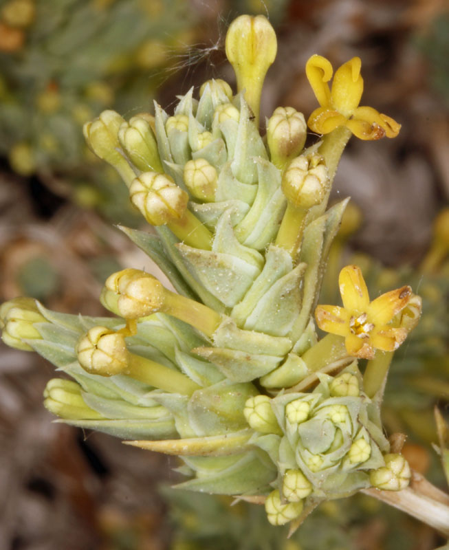 Rubiacées - Crucianella maritima - Andalousie Cabo de Gata.jpg
