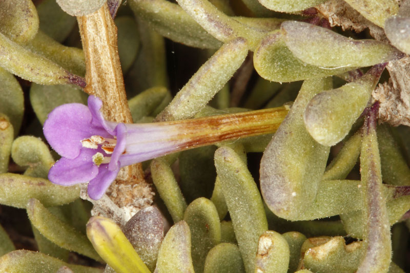 Solanacées - Lycium intricatum - Andalousie Cabo de Gata.jpg