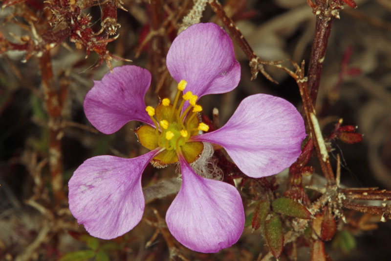 Zygophyllacées - Fagonia cretica - Andalousie Cabo de Gata.jpg
