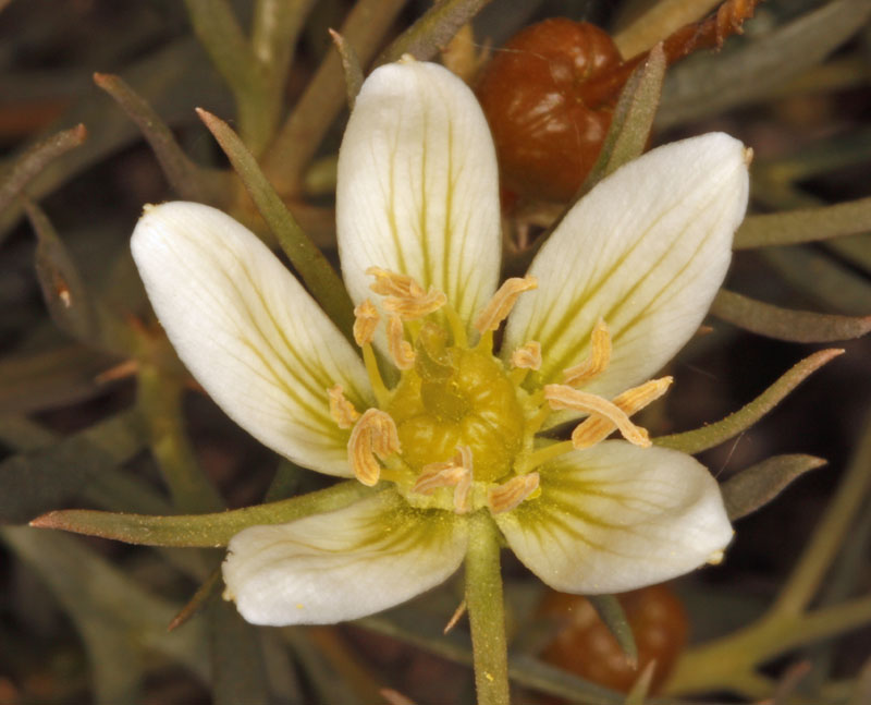 Nitrariacées - Peganum harmala - Andalousie Cabo de Gata 2.jpg