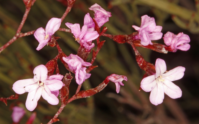Plumbaginacées - Limonium caesium - 5.jpg