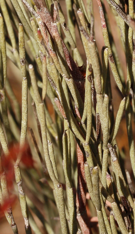 Plumbaginacées - Limonium caesium - Andalousie Cabo  4.jpg